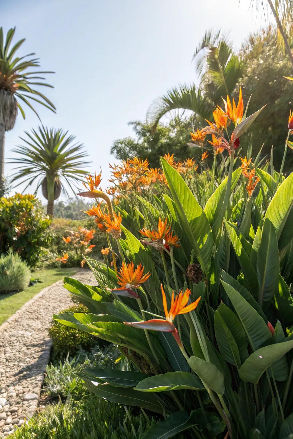 A sunny corner transformed into a tropical retreat with clusters of Regal Plume.