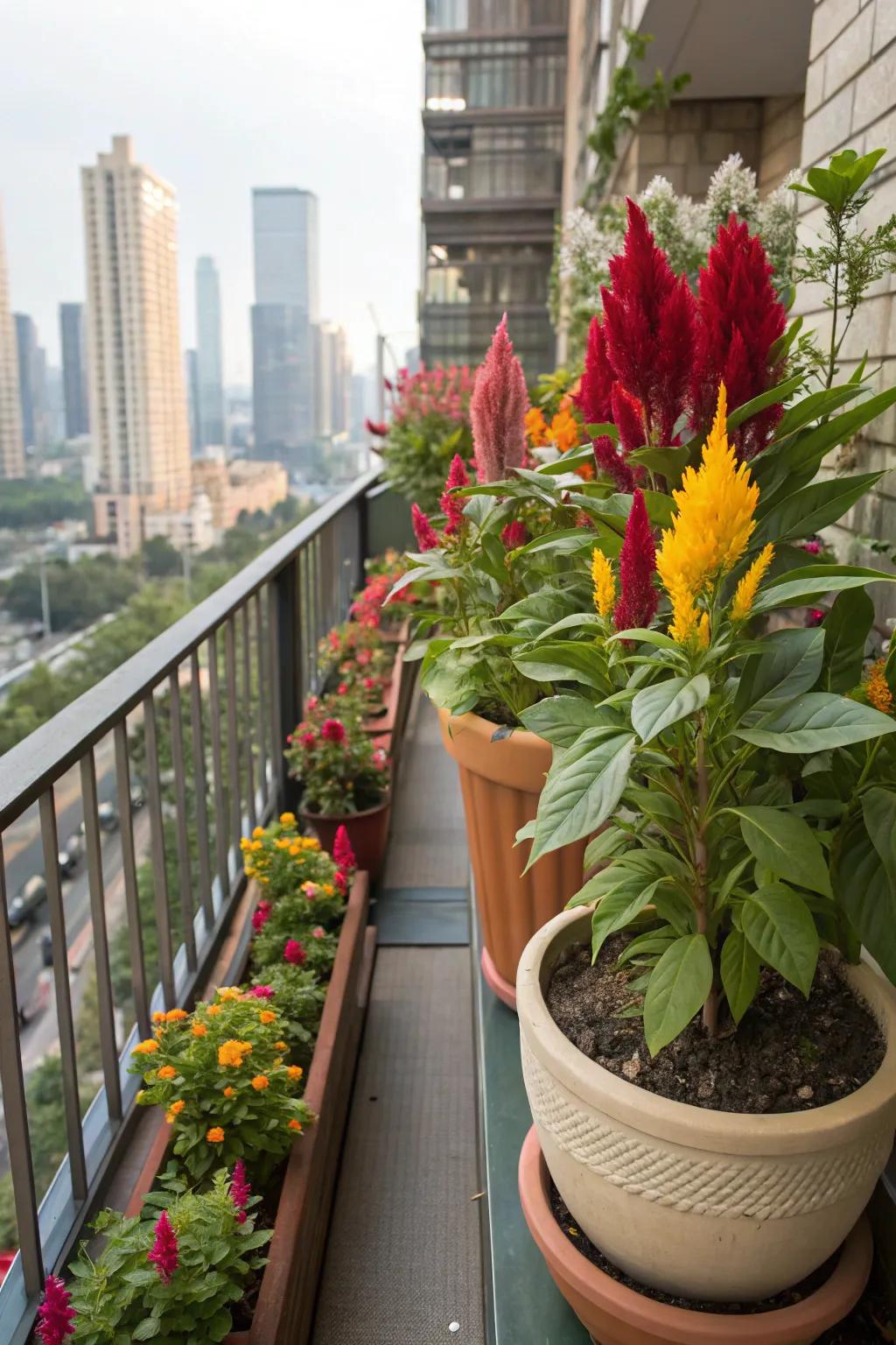 A lively presentation of celosia on a city balcony.