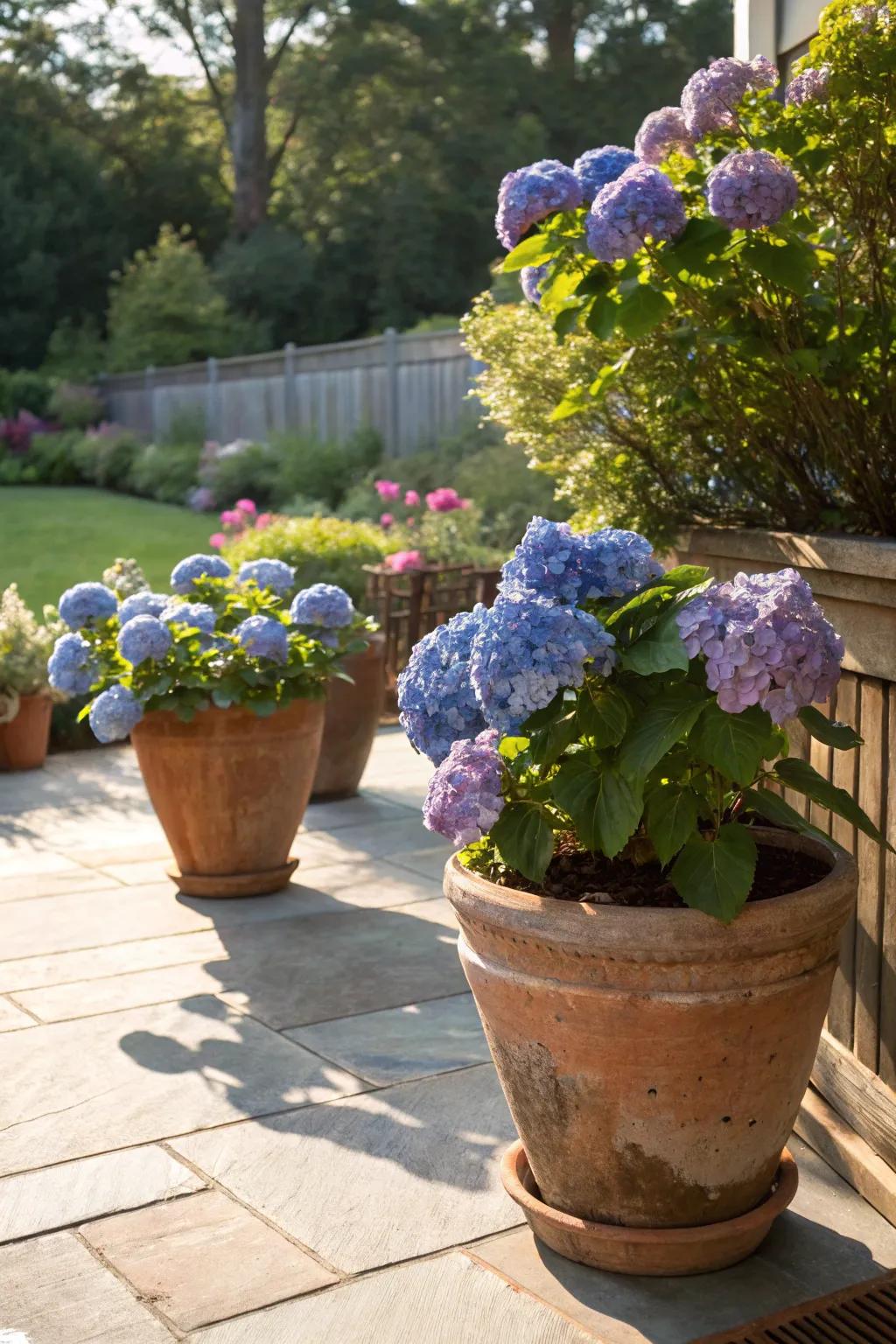 Terracotta containers adding a rustic touch to potted hydrangeas on a sunny patio.
