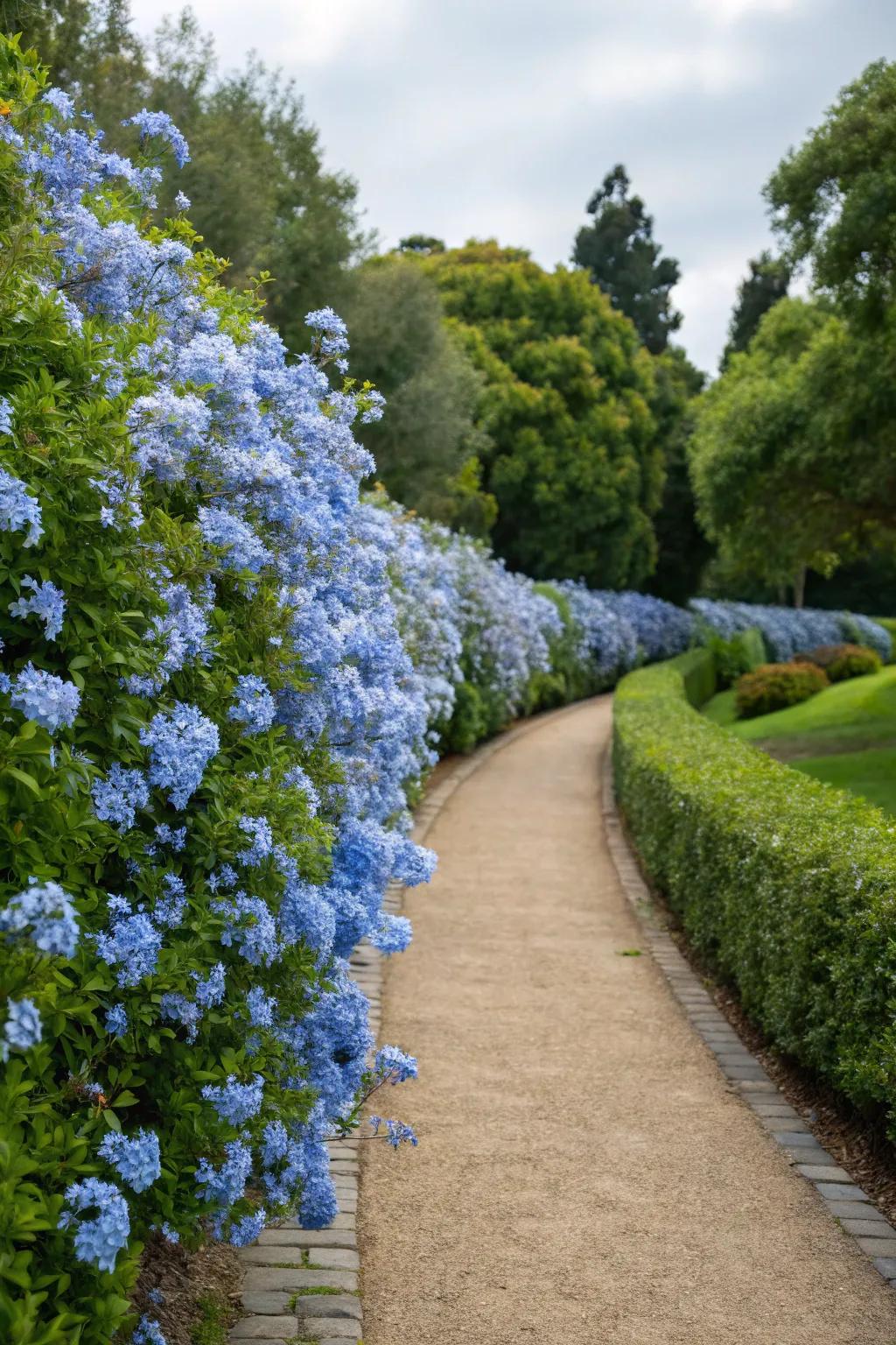 A lively barrier of azure glorybush blossoms gracing a lovely garden walkway.