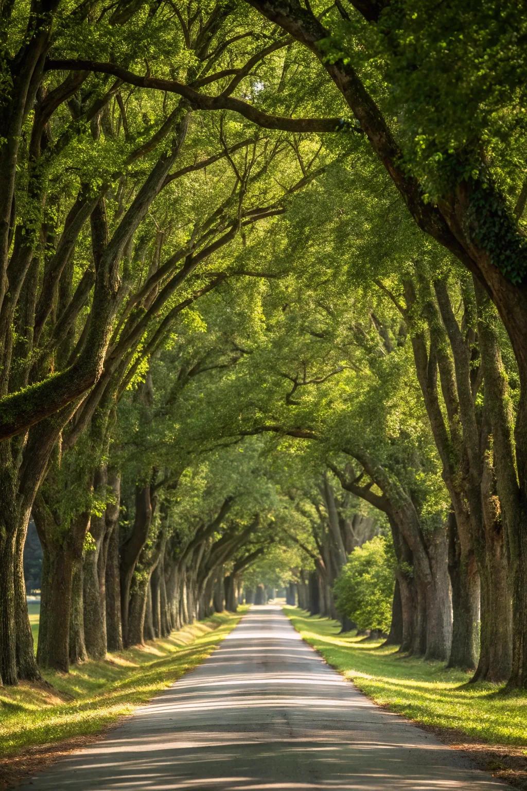 A driveway enclosed by an impressive arch of trees, forming a tranquil passage.