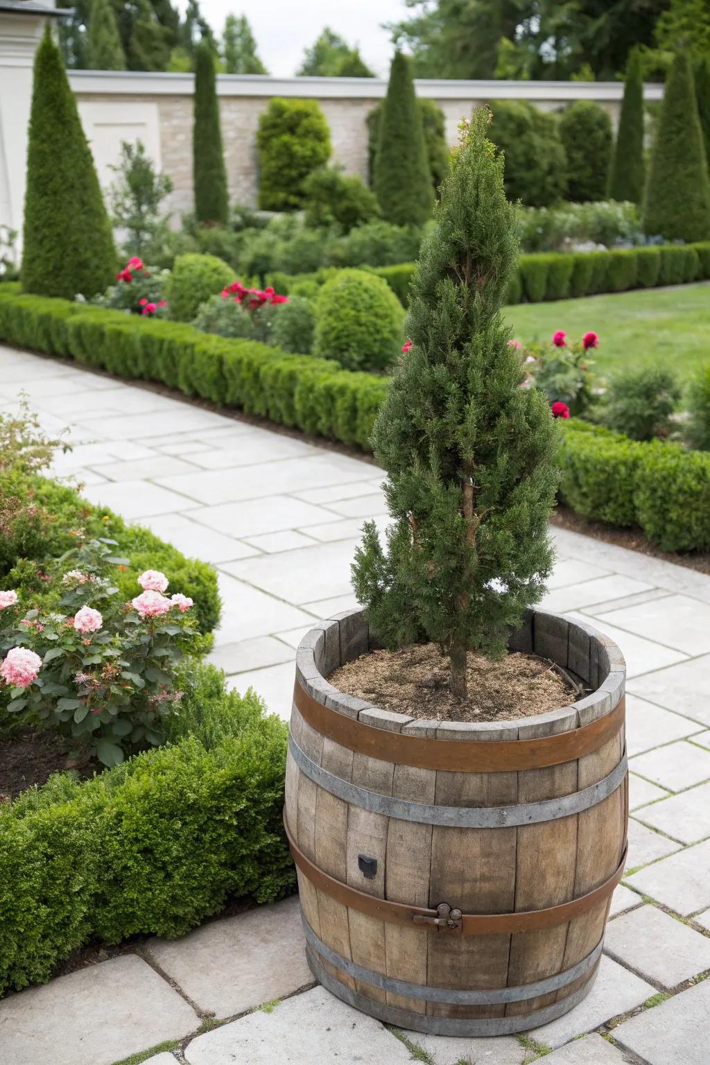 A stately miniature pine enhancing the elegance of a whiskey barrel.