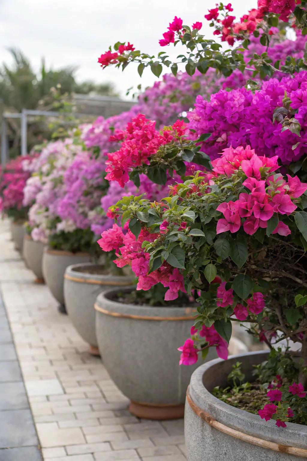 Bougainvillea infusing the garden with its Mediterranean charm.