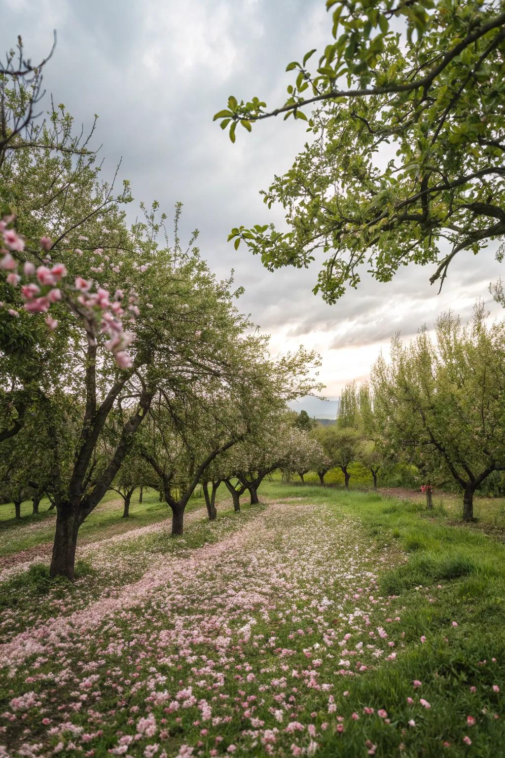Edible trees providing beauty and bounty.
