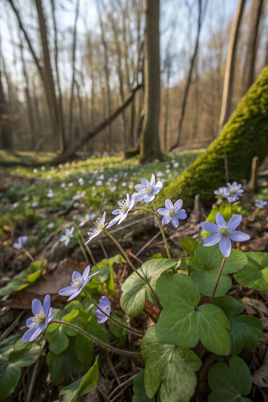Spring Blossom blooming early in a woodland garden.