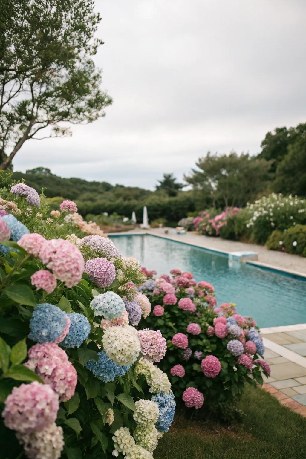 Snowballs provide a showy floral display poolside.