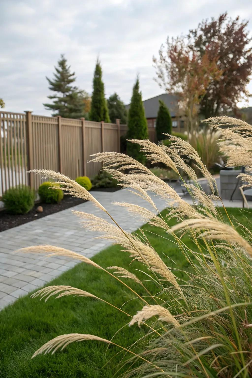 Showy grasses offer a soft and dynamic screen.