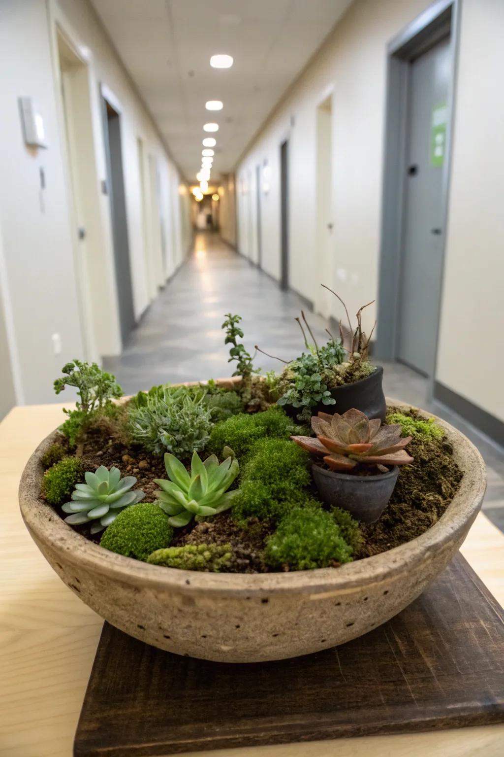 A charming miniature garden within your dwelling