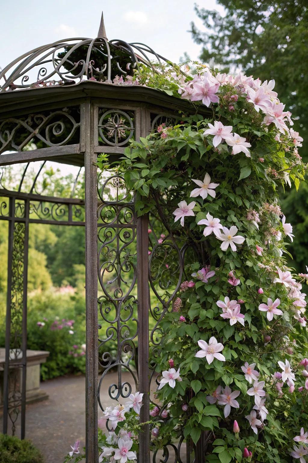 A durable wrought iron trellis elevates a clematis flower display.