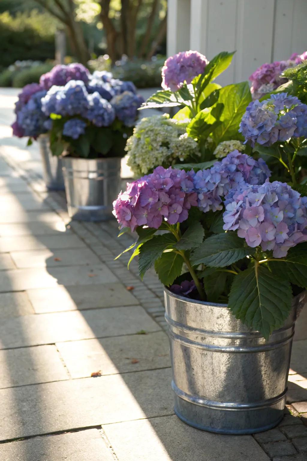 Reflective pots giving hydrangeas in containers a hint of radiance.