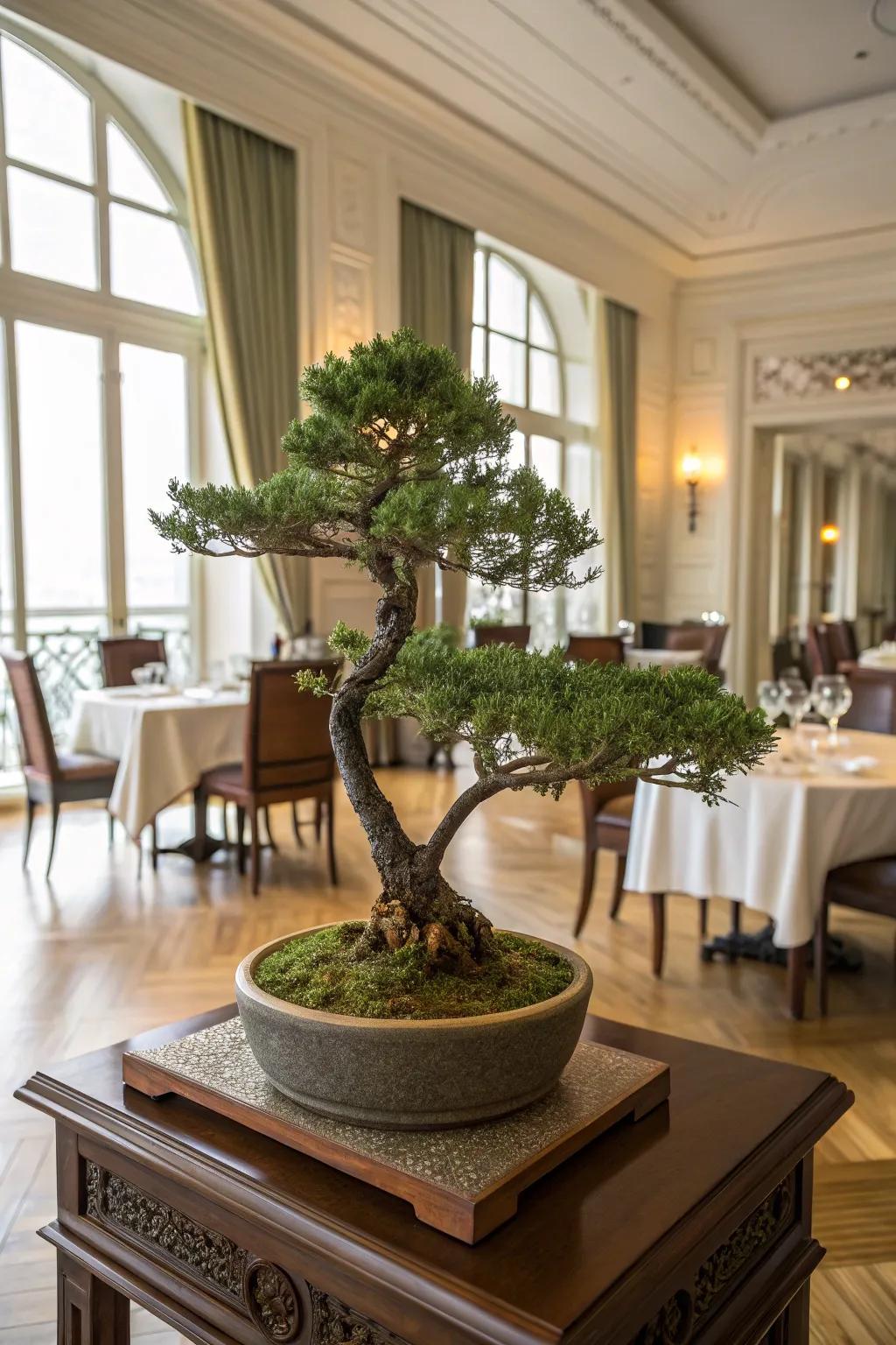 A broom style juniper bonsai adding sophistication to an elegant dining room.