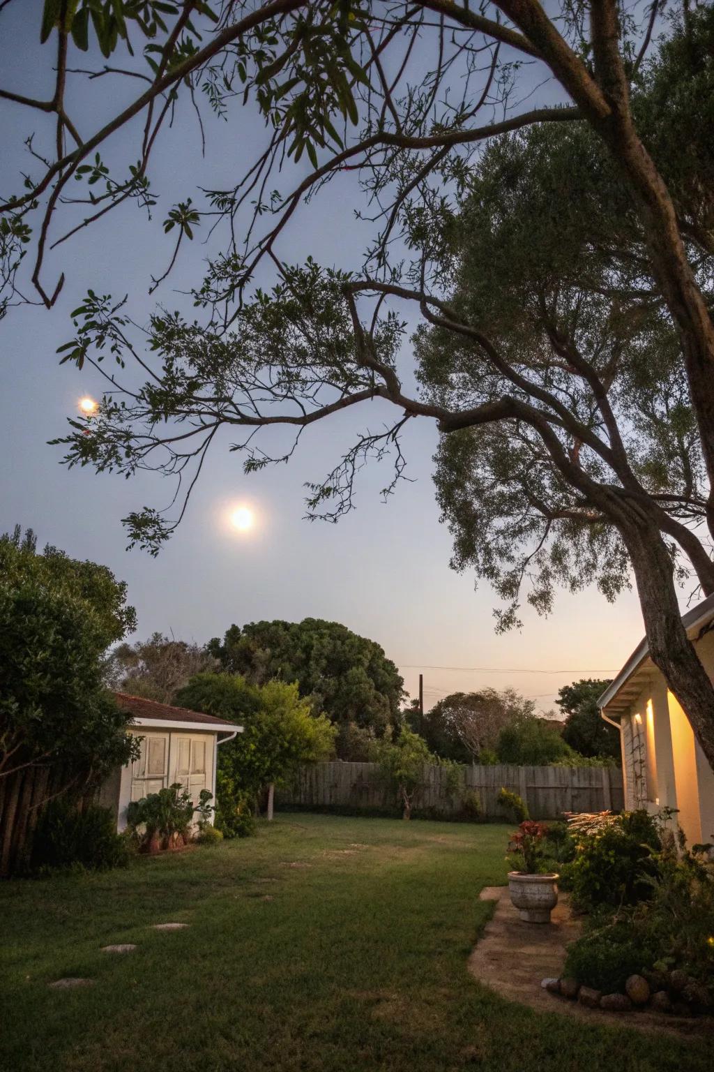 Moonlighting creating an ethereal glow in outdoor spaces.