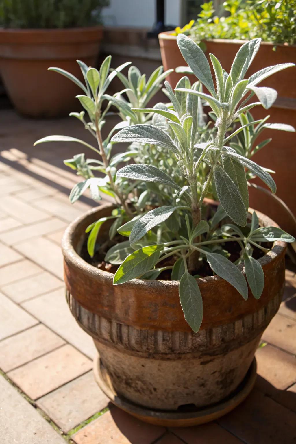 Garden sage adding silvery elegance in the sun.