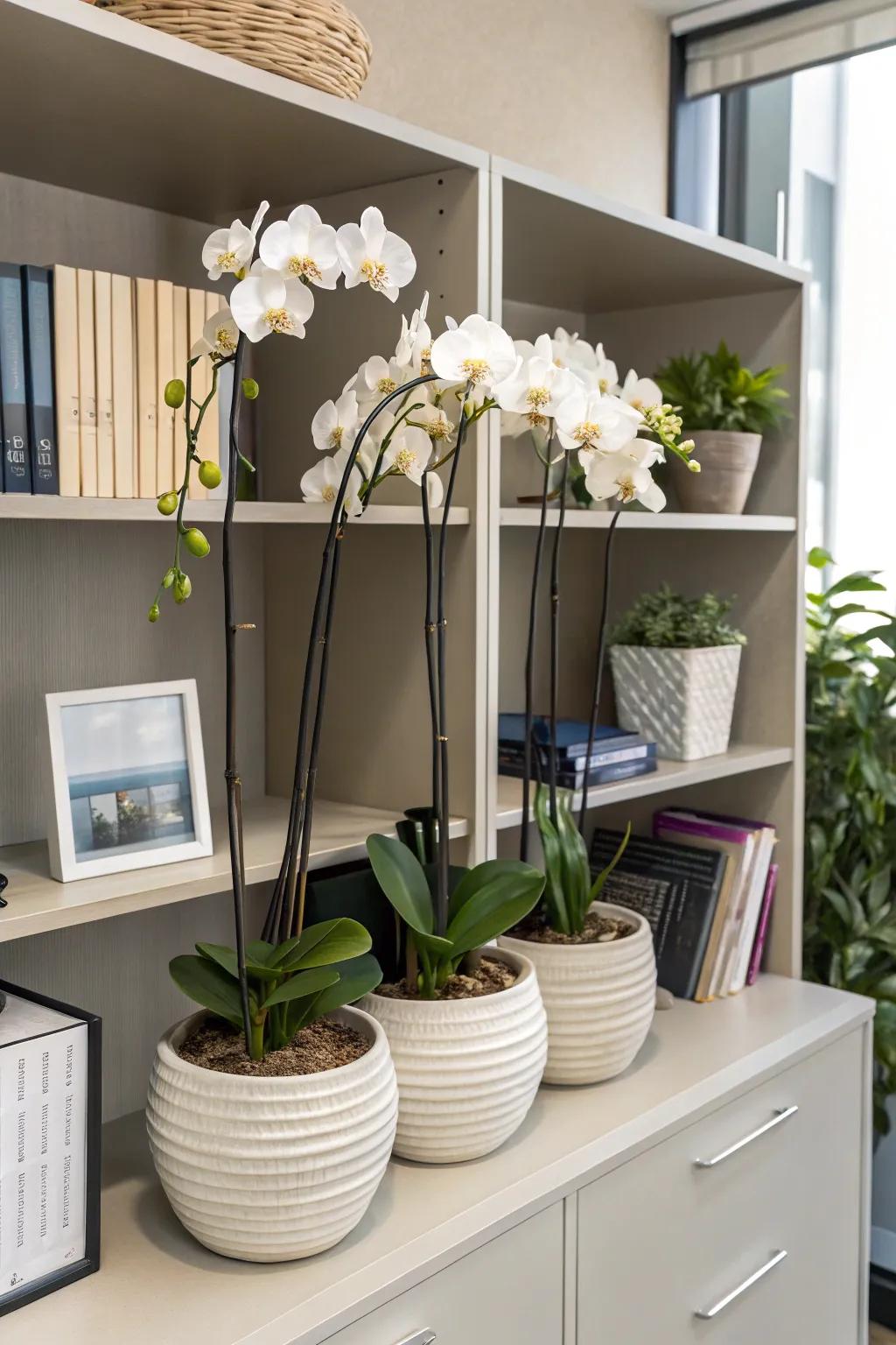 With exquisite orchid blooms, you can enhance elegance.