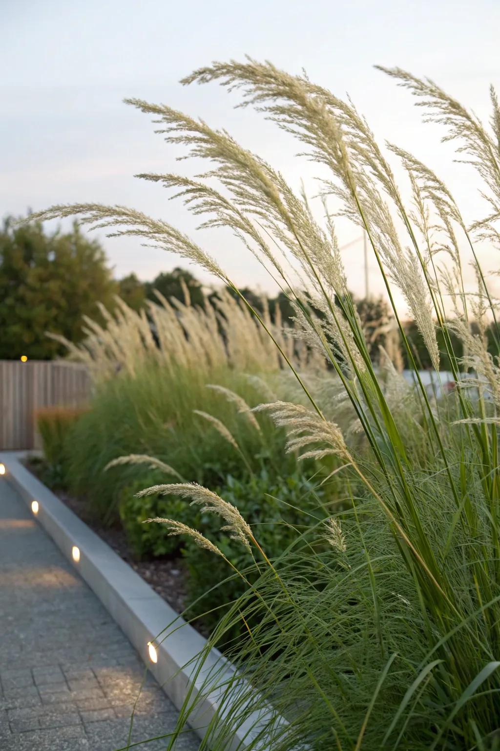 Tall grasses function as a natural privacy screen in garden settings.