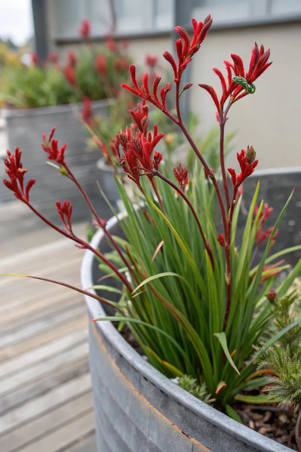 Kangaroo Paw adding an exotic texture to the garden.