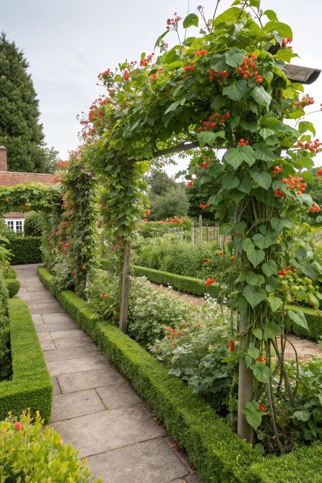 Climbing plants add vertical interest and a steady supply of beans.