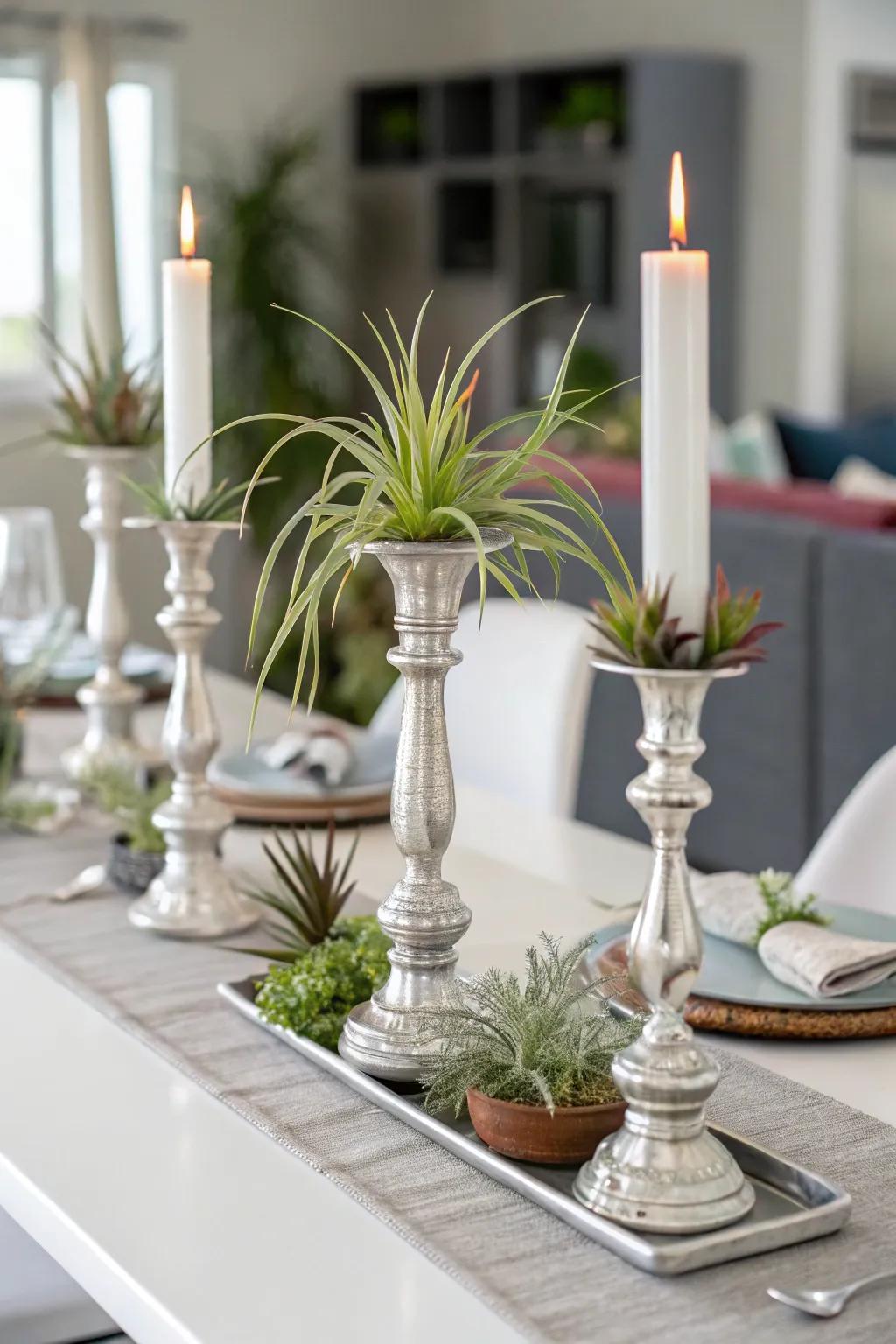 Air plants placed on candlestick holders for a chic accent.