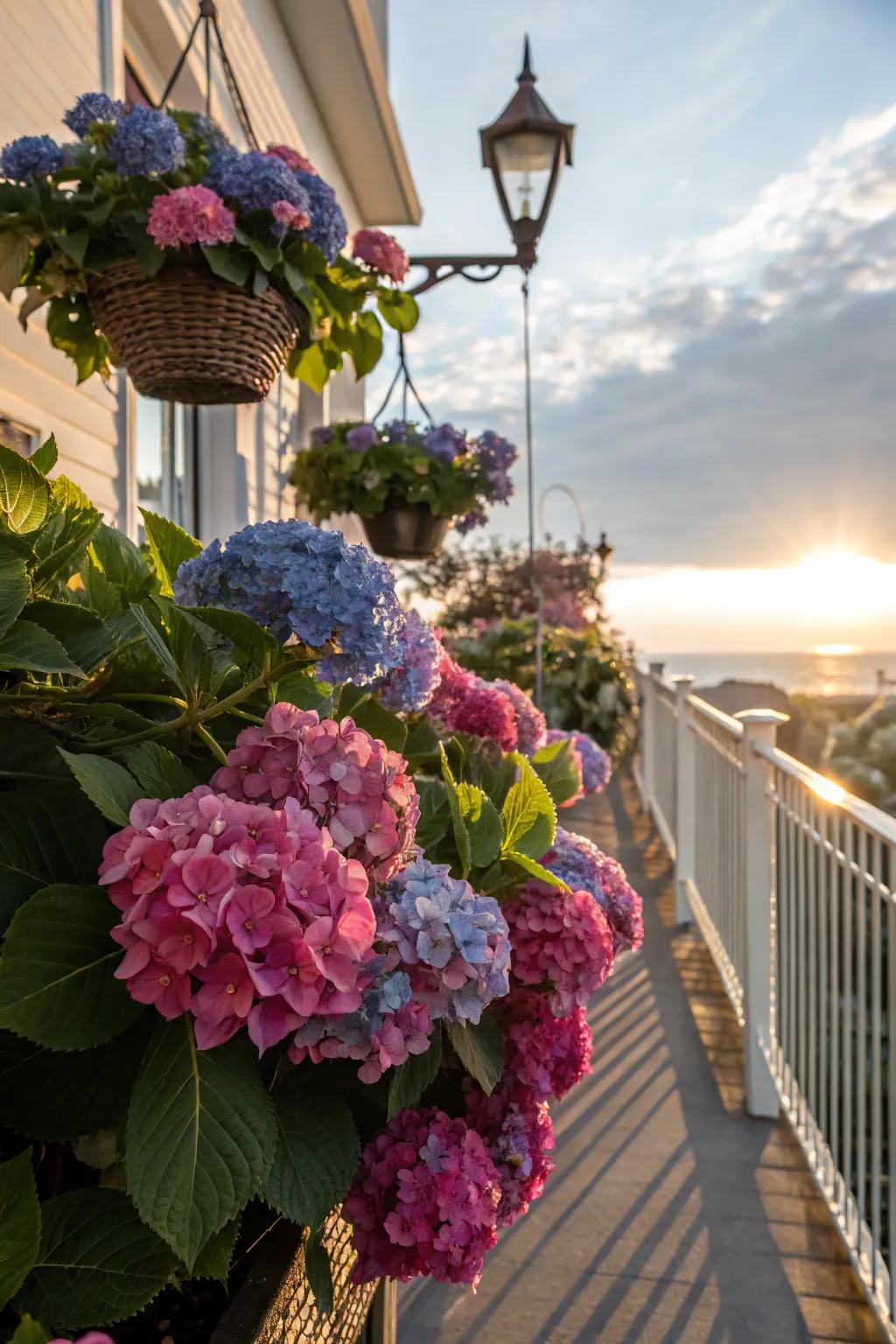 Hydrangeas creatively presented in hanging baskets on a balcony.