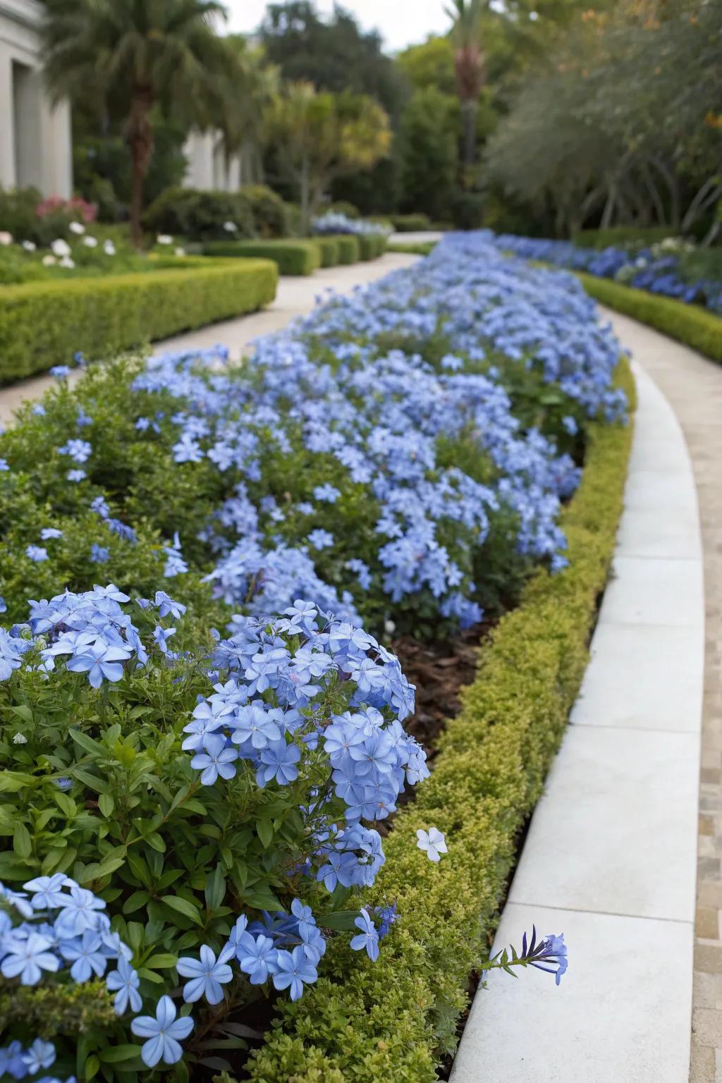 A formal floral bed trimmed with azure glorybush blossoms.