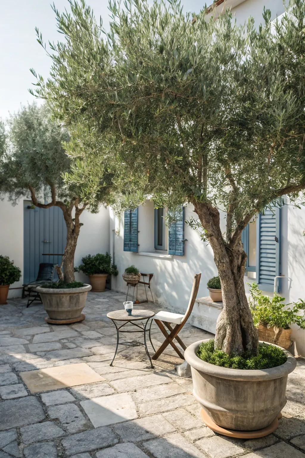 Create a Mediterranean escape with silver leaf trees.
