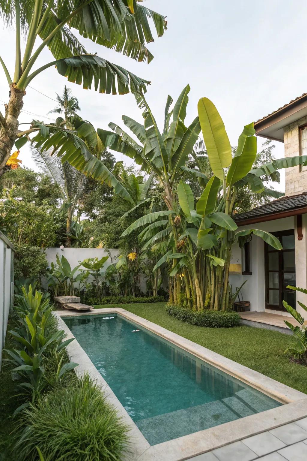 Create your own tropical retreat with poolside palms.