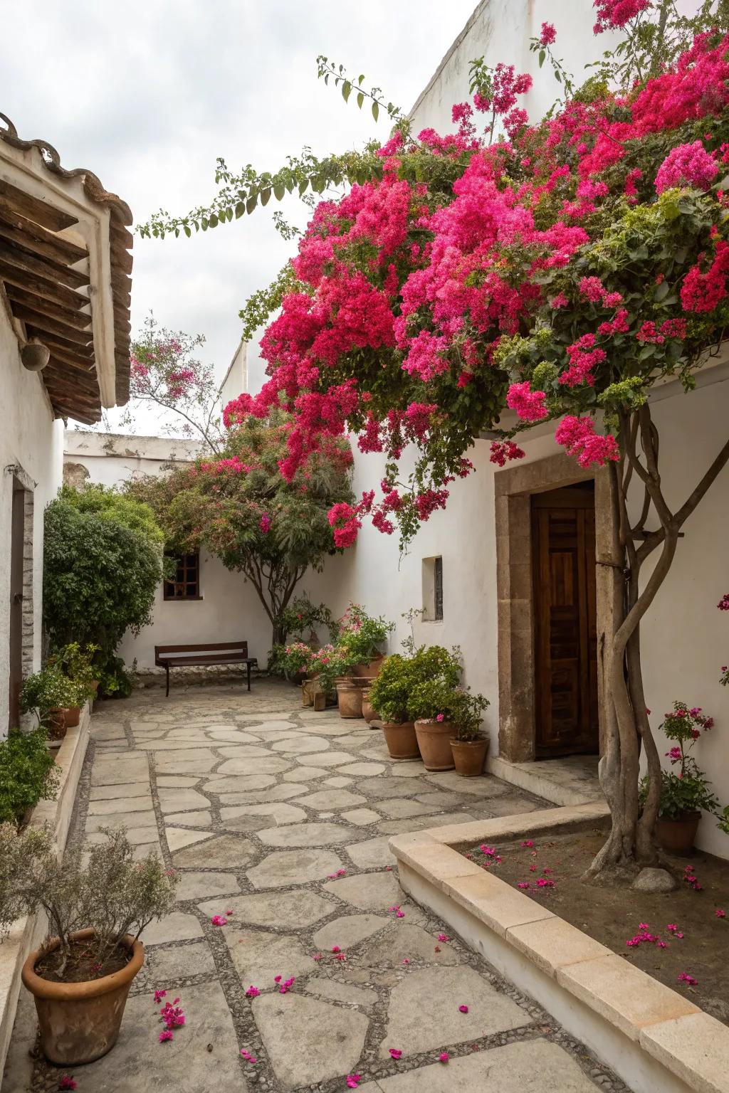 A courtyard transformed into an inviting retreat with bougainvillea.