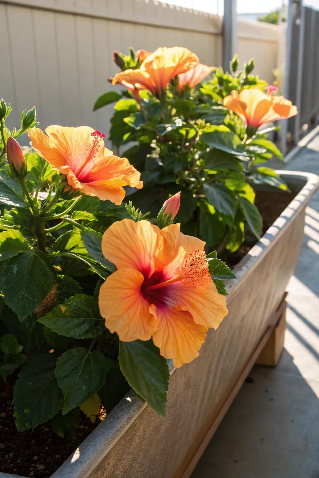 Hibiscus bringing a tropical splash to the garden.