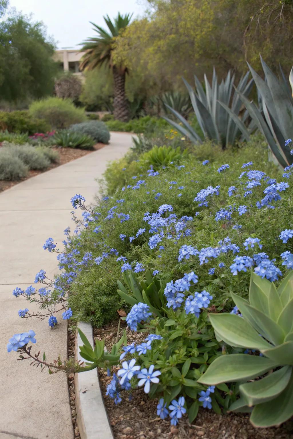 A garden area featuring a blend of azure glorybush and succulent varieties.