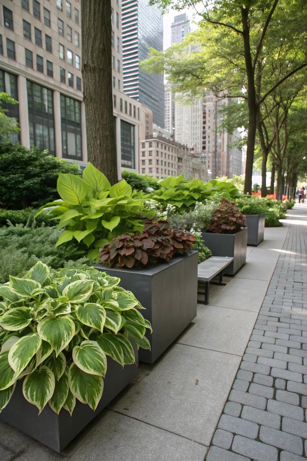 A shaded urban garden showcasing stylish metropolitan vessels brimming with hostas and coleus.