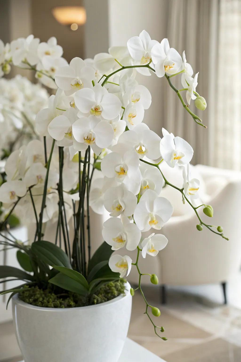 A luxurious arrangement featuring elegant orchids.