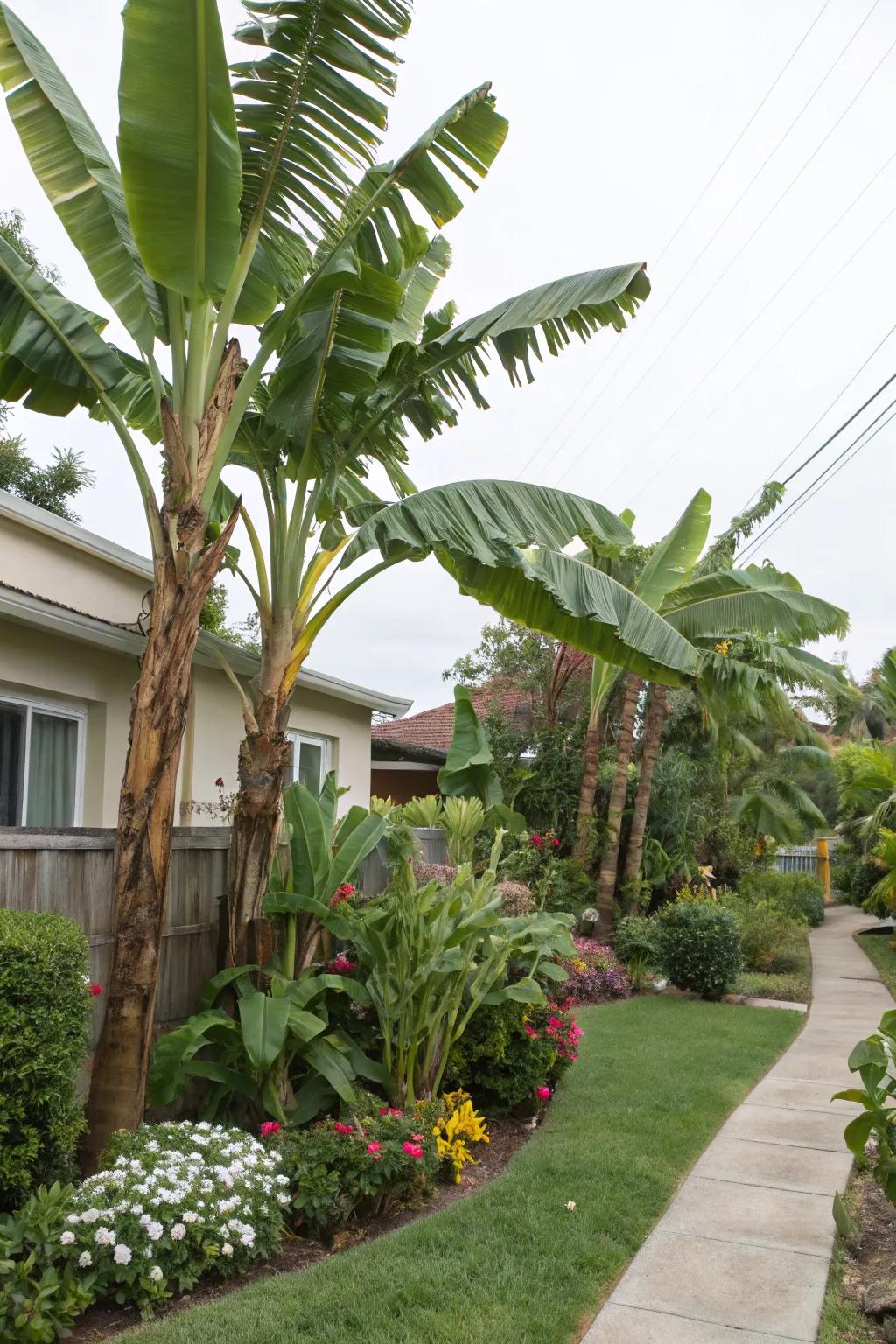 Protect your garden with palms as natural windbreaks.