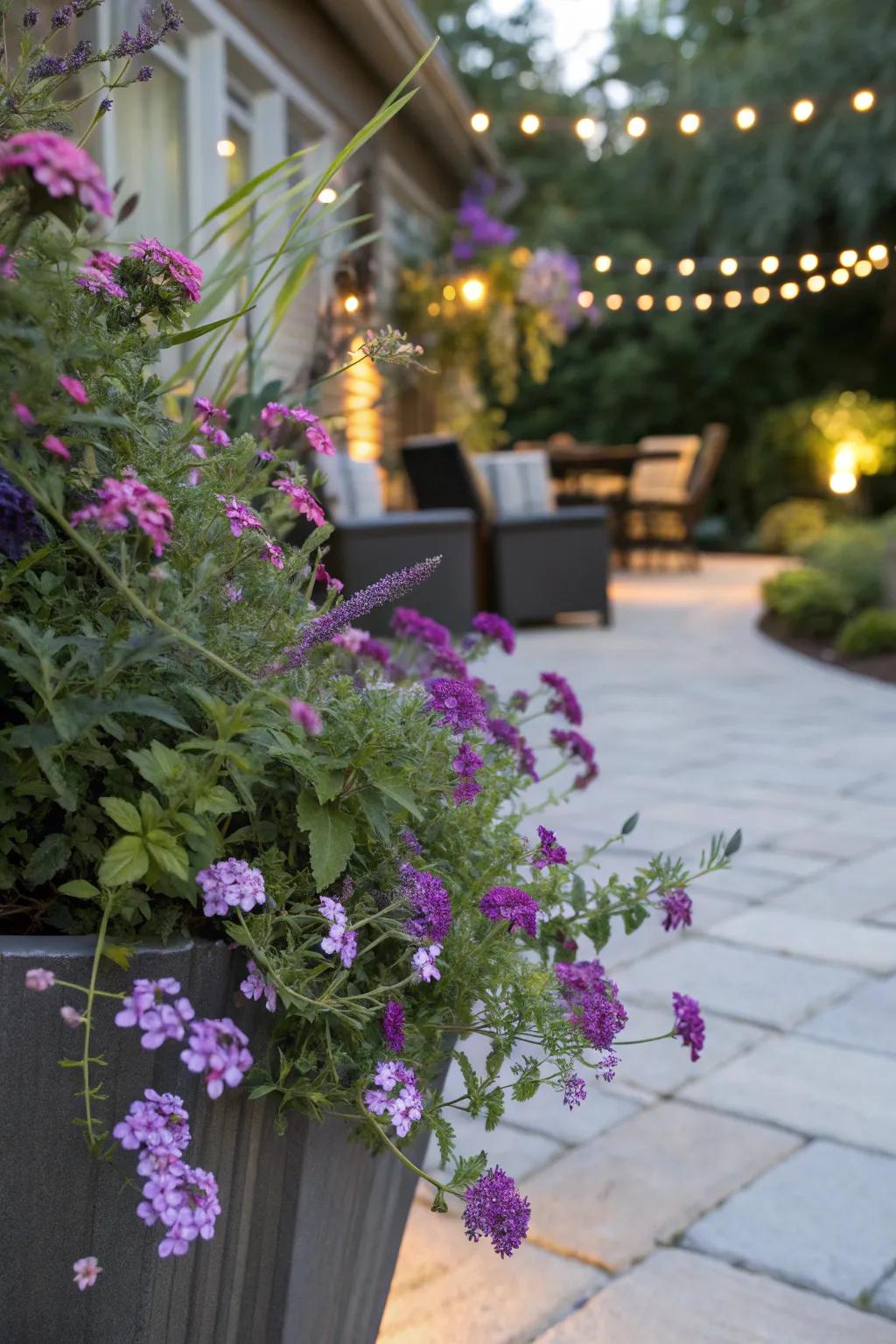 Vervain and flutterby plant make a stunning pair within a container garden.