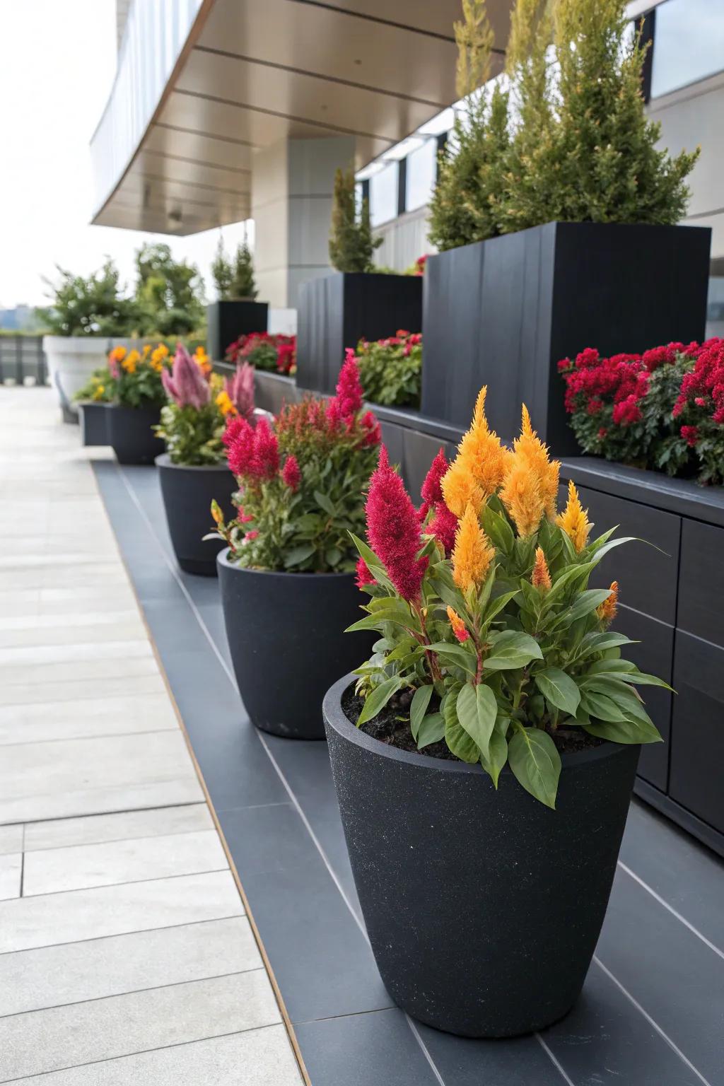 Black containers add elegance and make celosia hues pop.
