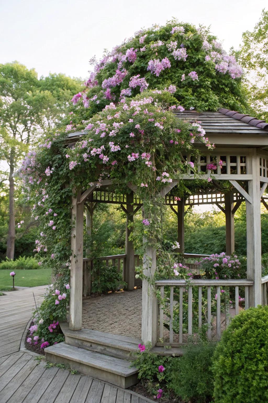 Clematis transform a gazebo trellis into a private garden sanctuary.