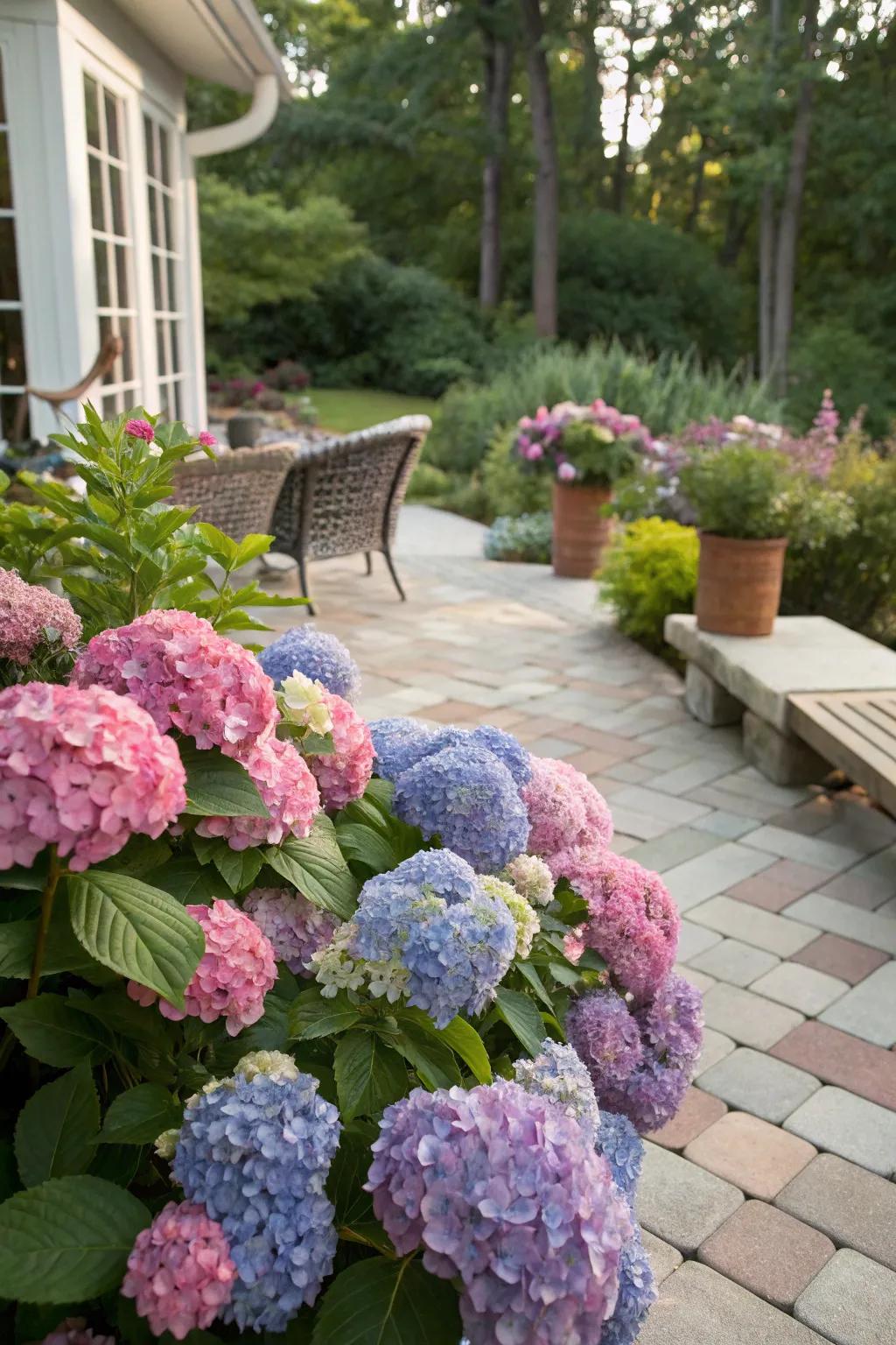 Spectrum collections of hydrangeas creating a lively backyard display.