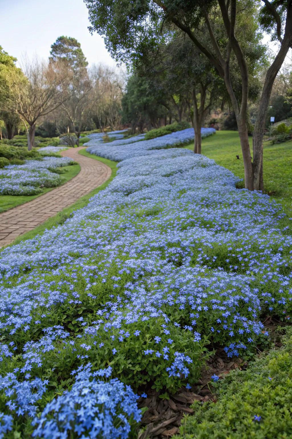 A vast garden area covered by azure glorybush blossoms serving as ground blanket.