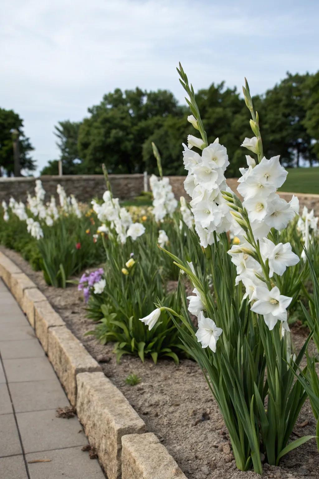 A single color of gladiolus provides a bold statement in a garden.