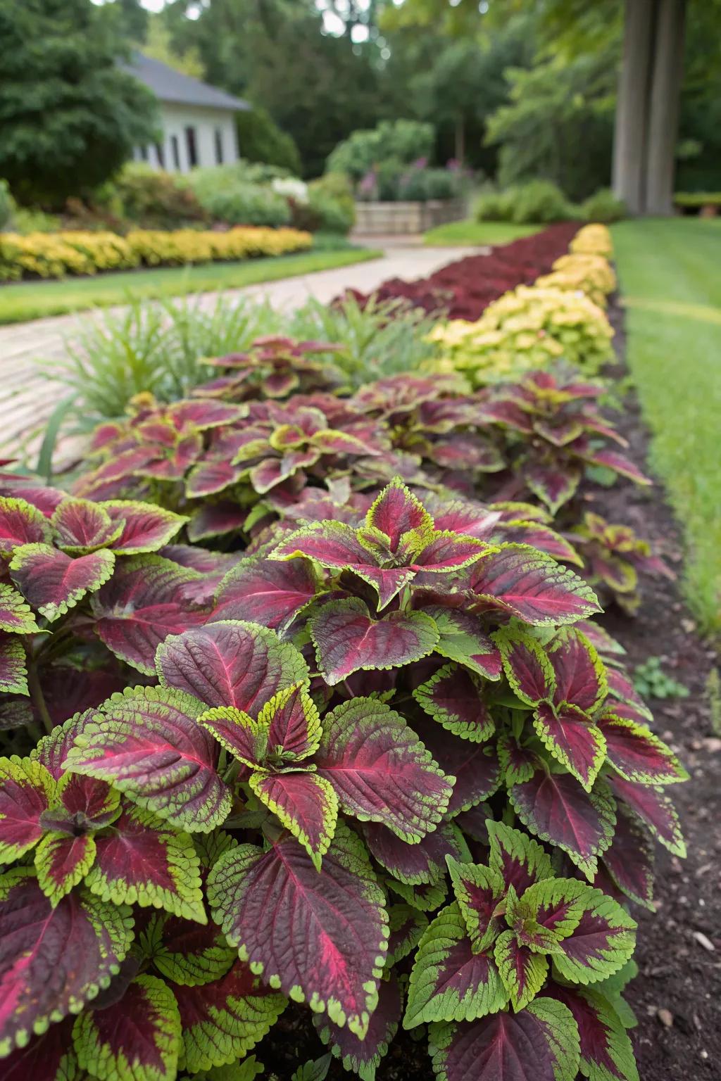 Bugleweed adding texture and color to a garden space.