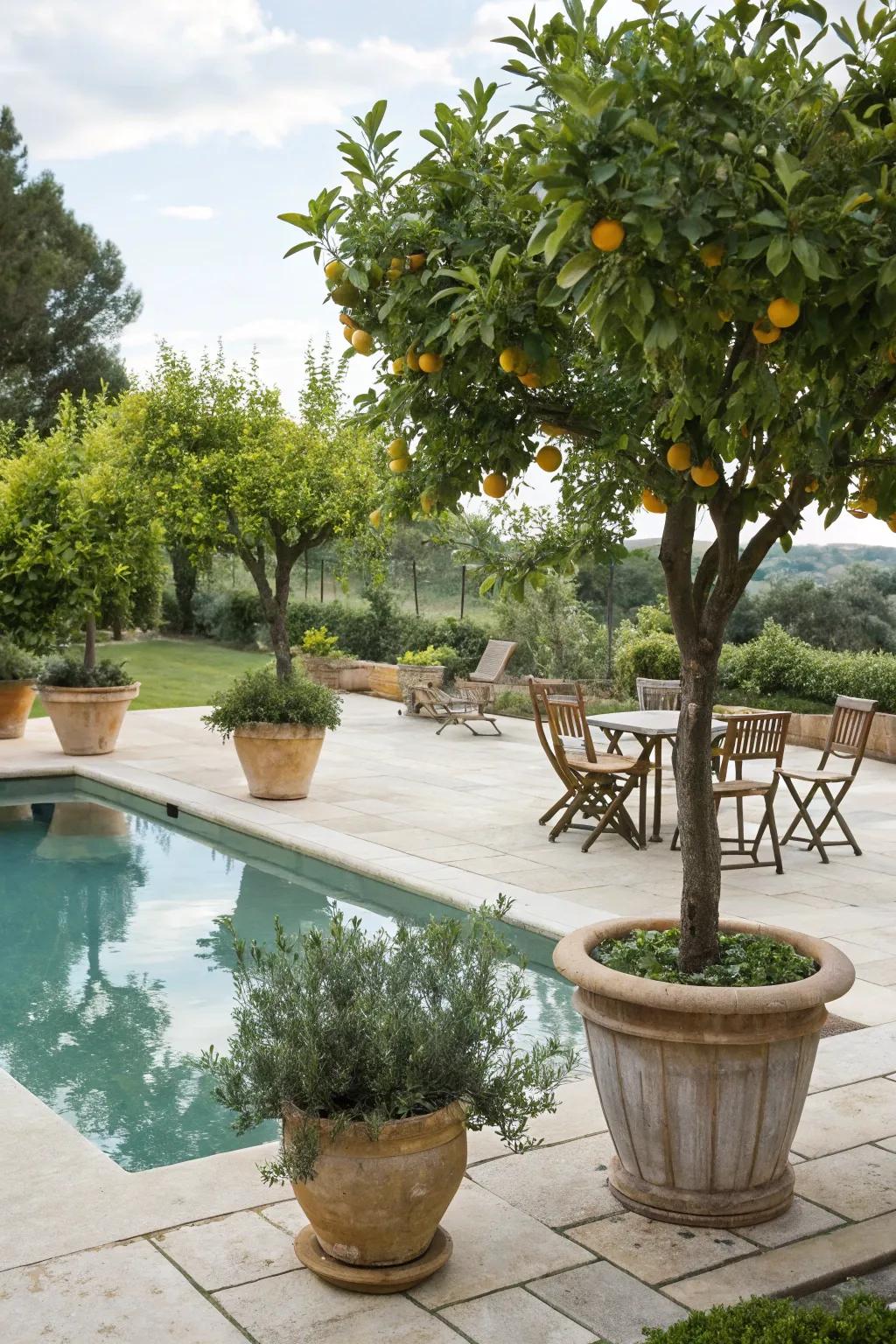 Add a refreshing element with potted fruit-bearing trees by the pool.