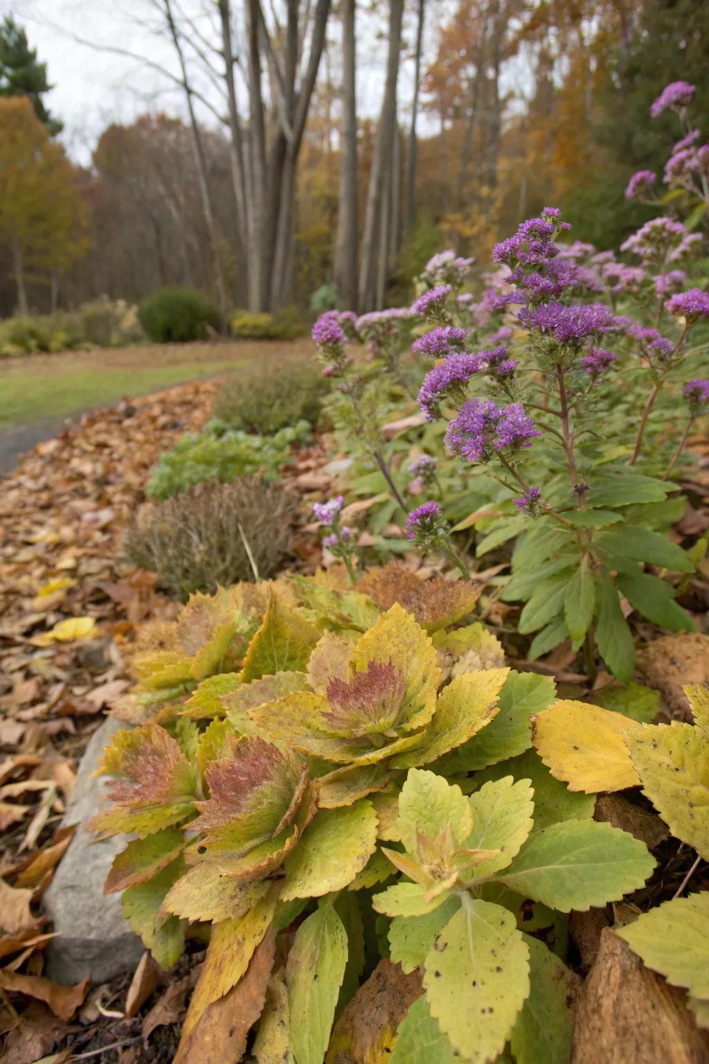 Autumn Sedum and flutterby plant bring a hint of autumn enchantment.