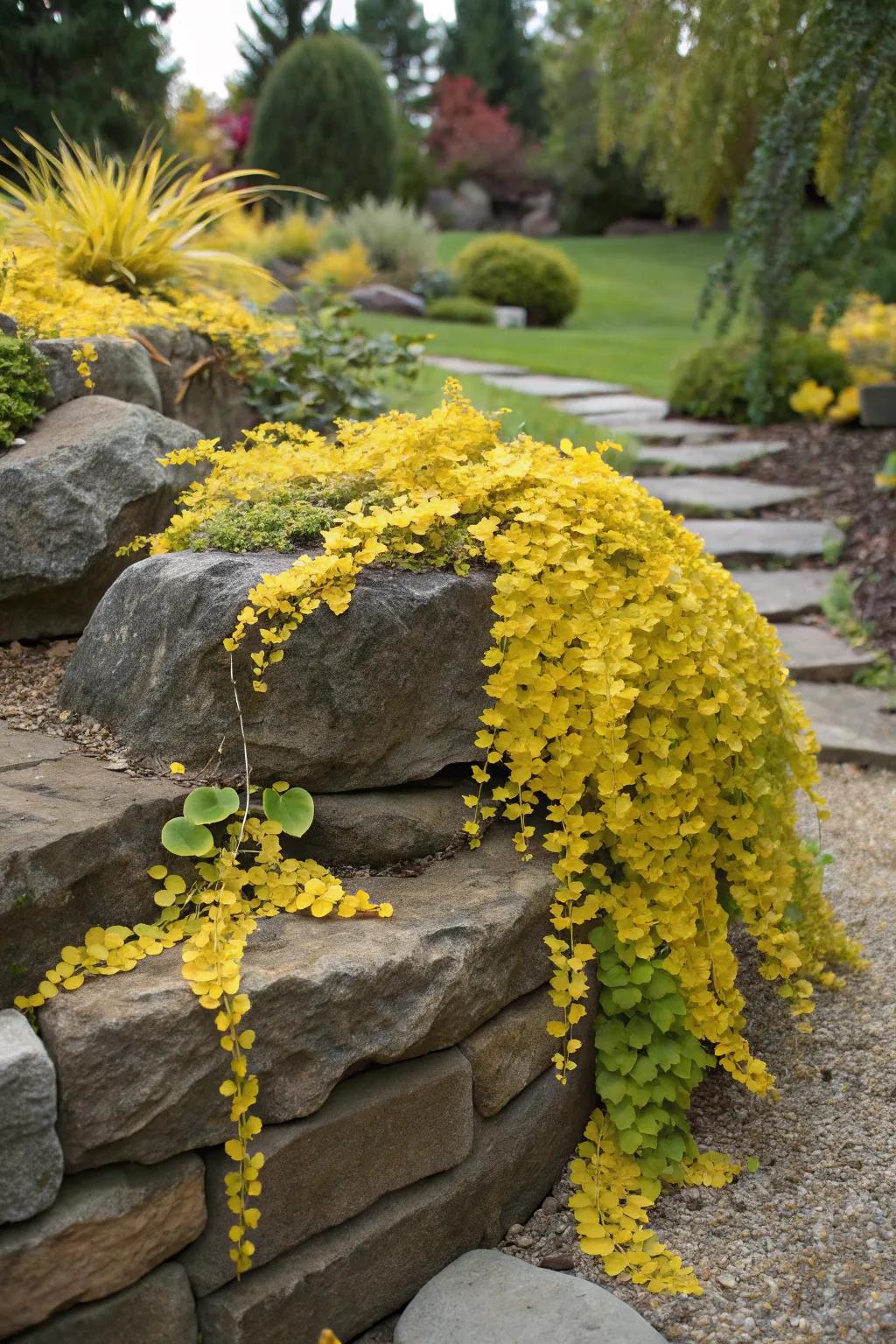 Tumbling Gold cascading beautifully over garden rocks.