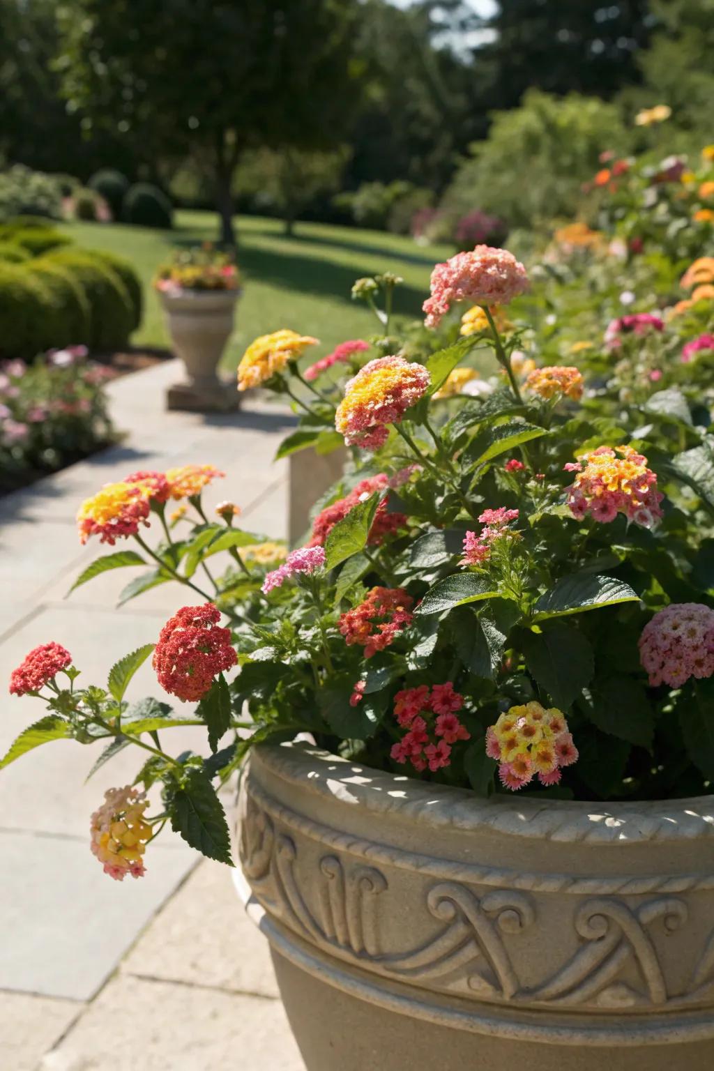 Lantana bringing colorful clusters in full sun.