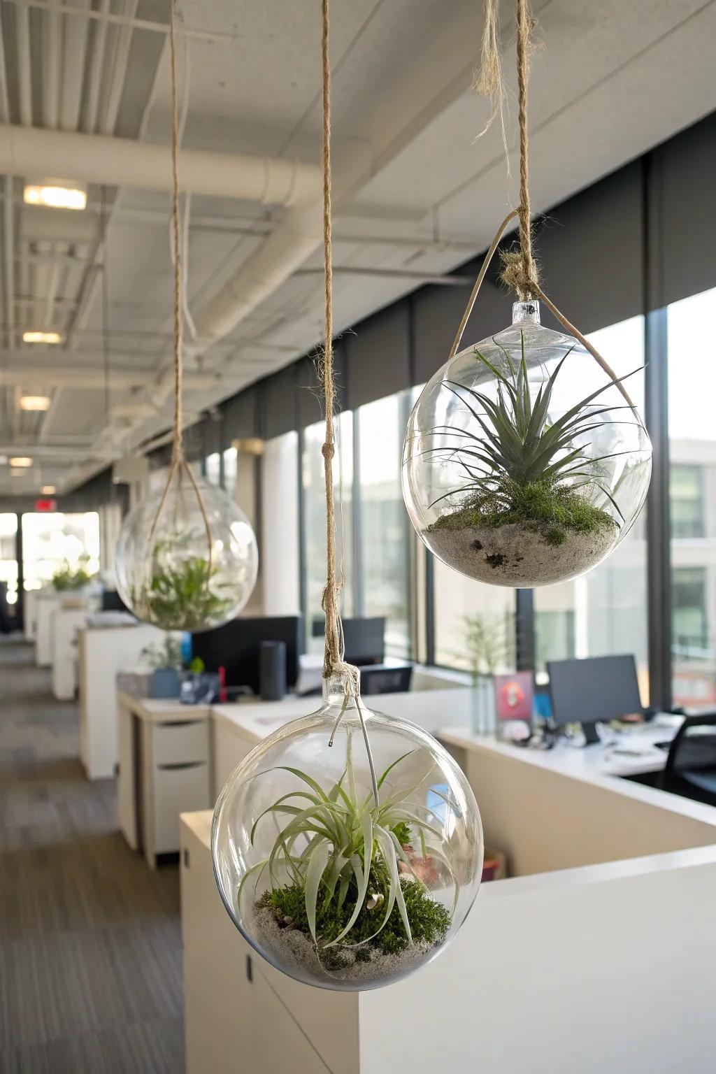 With adaptable air plants, you can create minimalist displays.