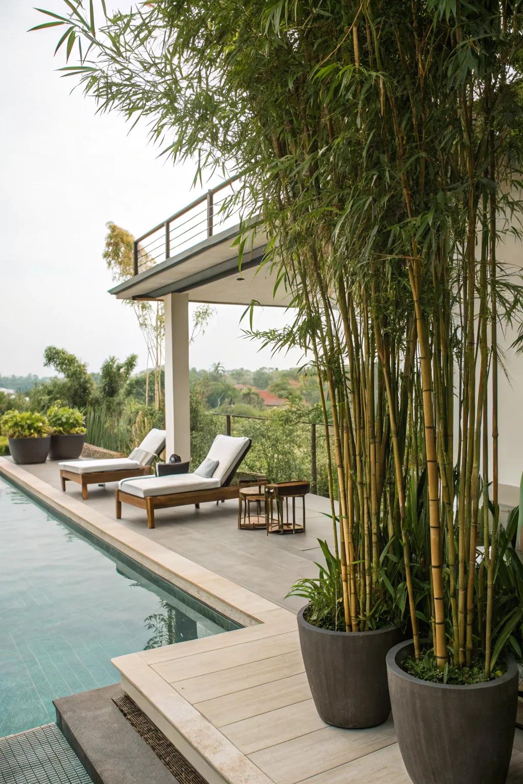 Ensure privacy and design with a border of cane plants.