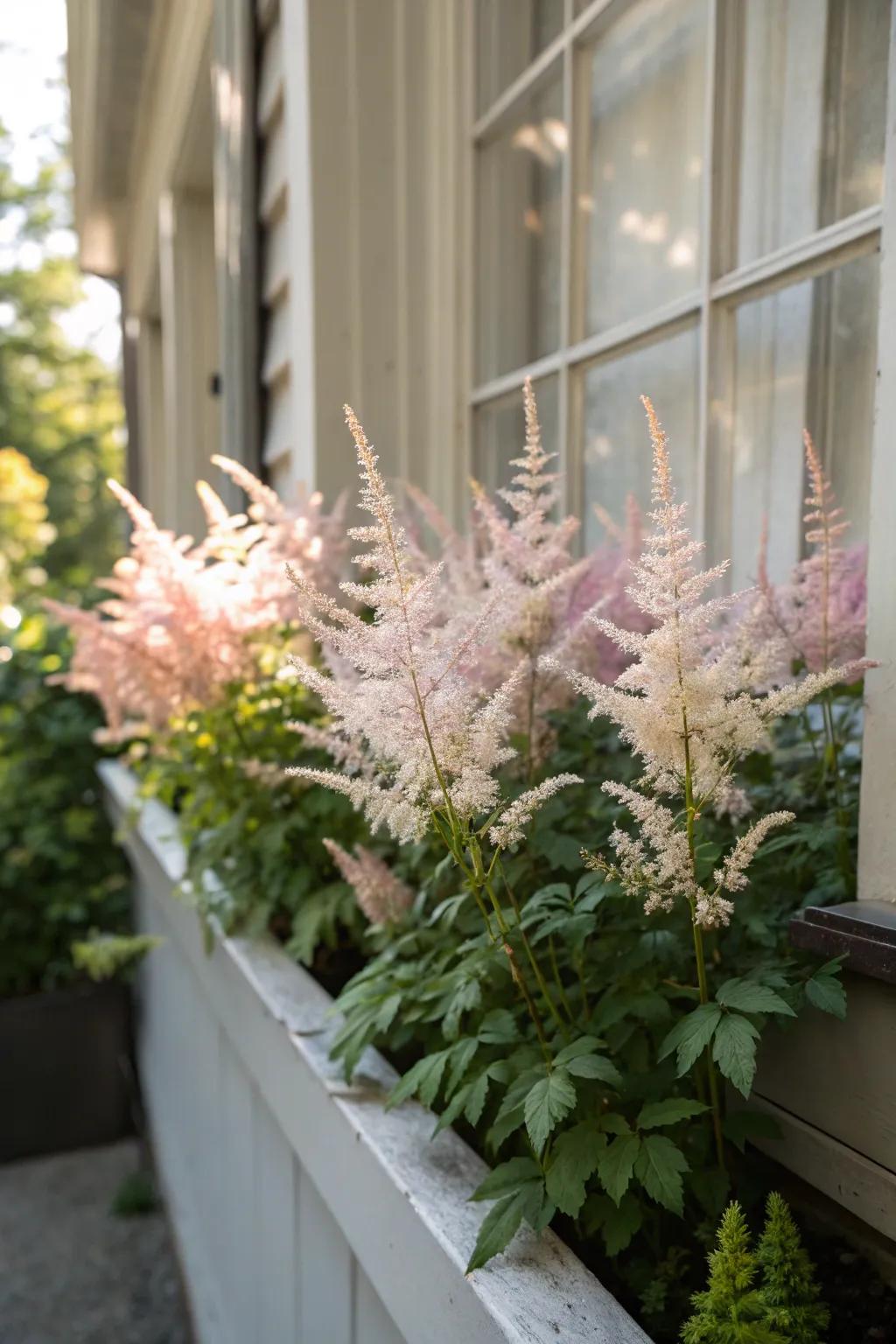 Feathery Blooms brings textured petals and subtle texture to window containers.
