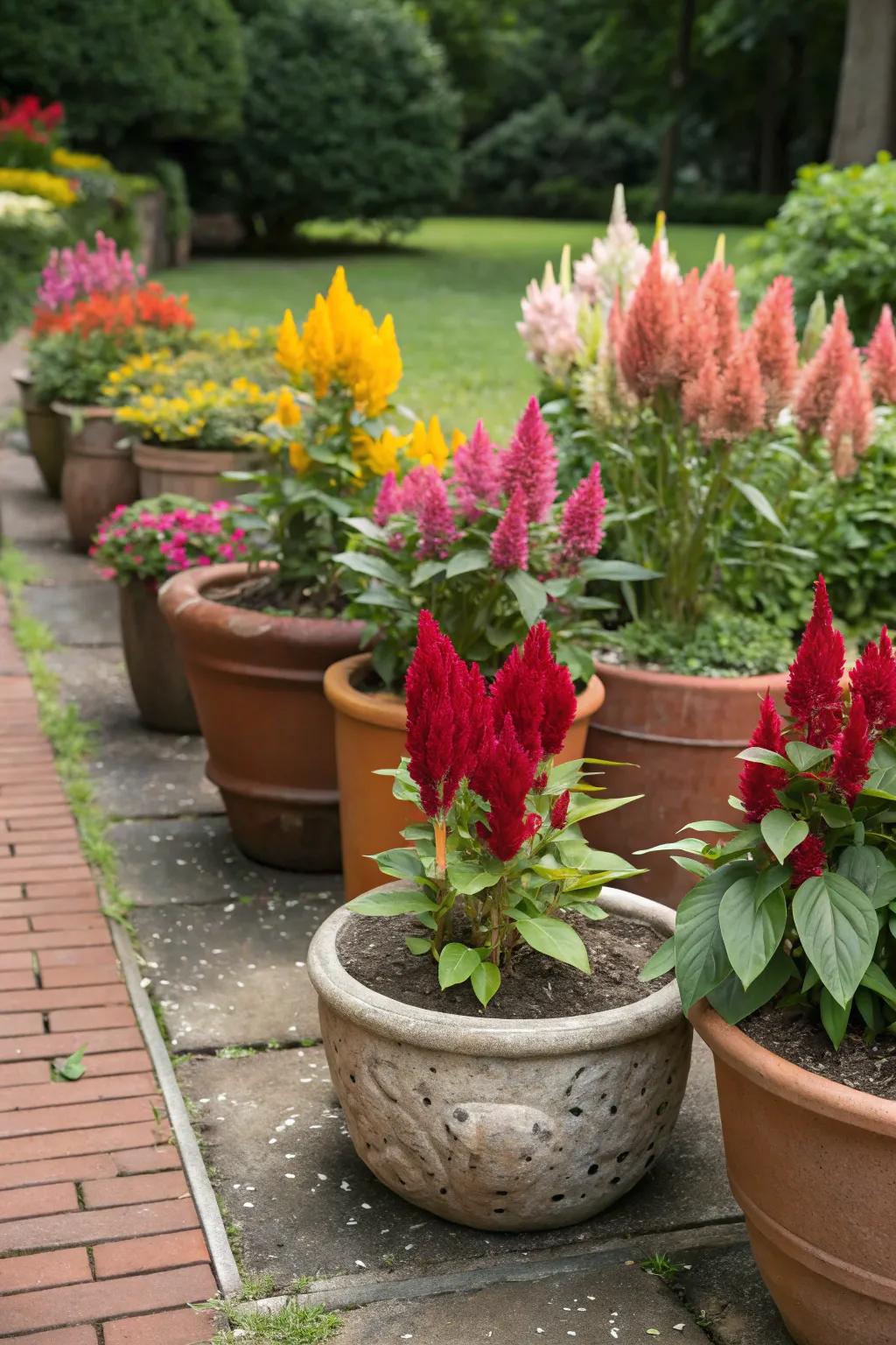 An eclectic mix of pots adds personality to celosia displays.
