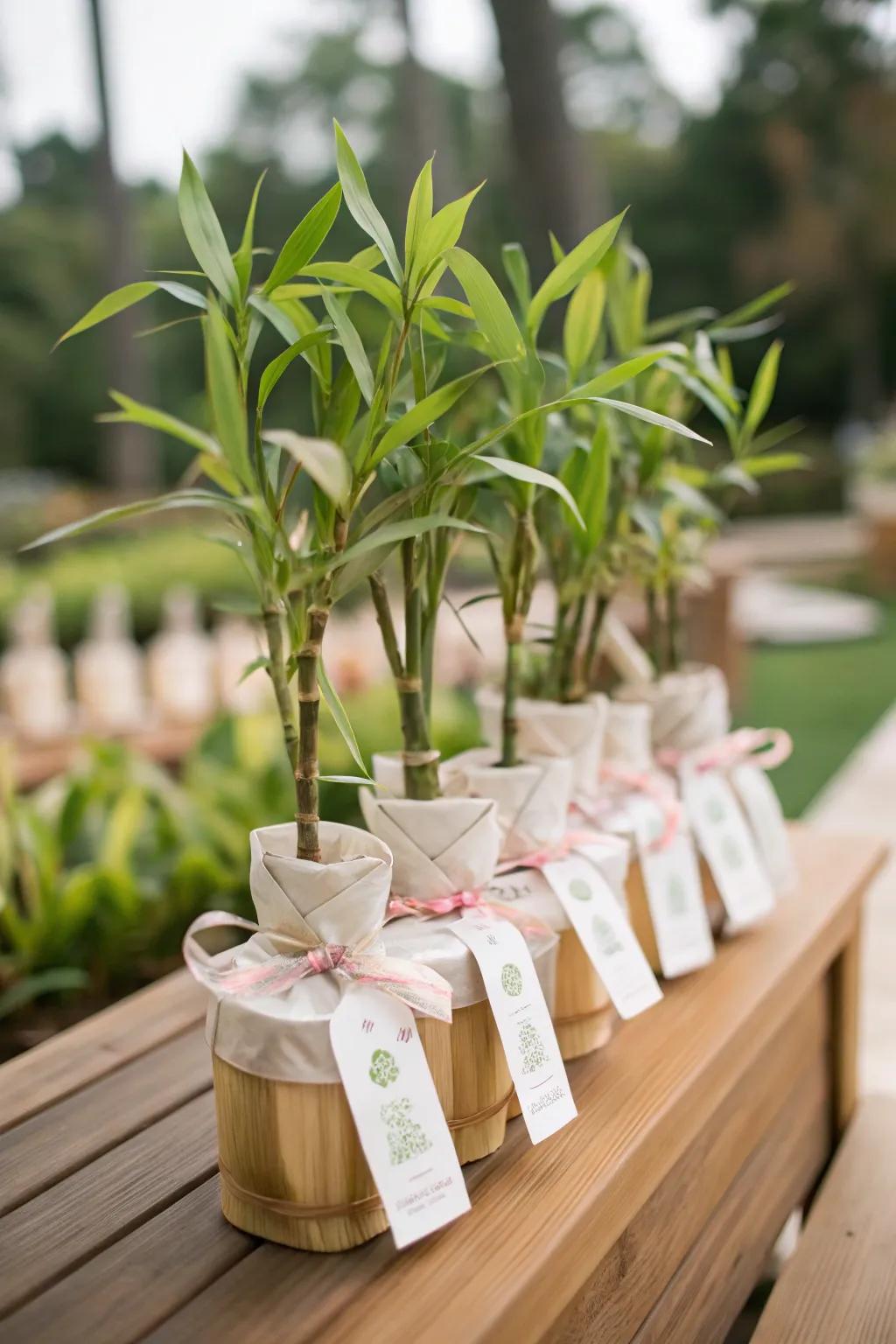 Bamboo plants make thoughtful and enduring guest gifts.