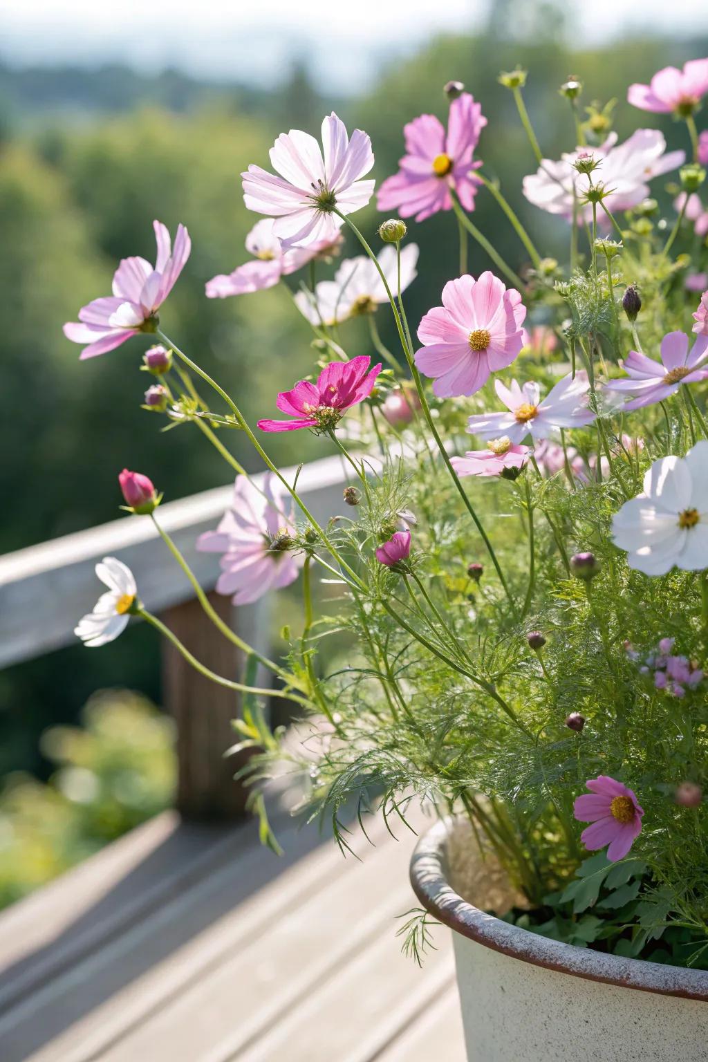 Cosmos adding charm and simplicity to the garden.
