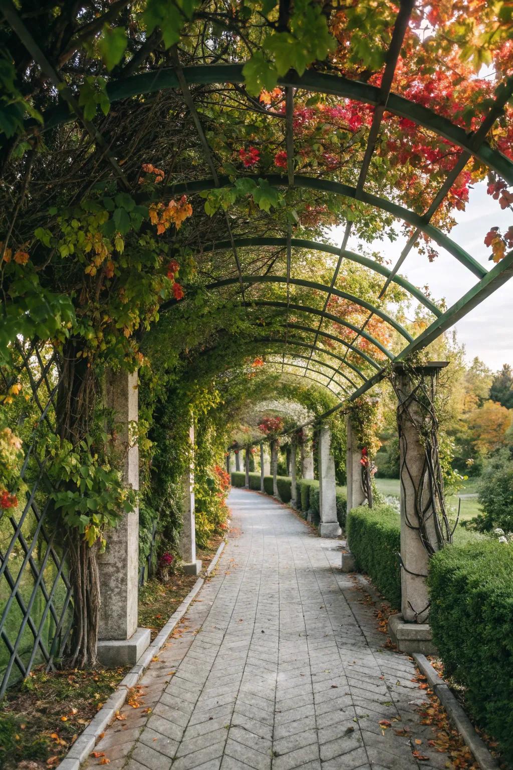 An enchanting walkway framed by an overhead with climbing greenery.